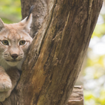 PM    Luchs im Tiergarten