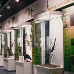 Das Vogelkundemuseum Heineanum