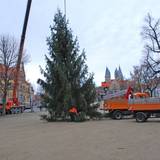 Und da steht er - der Weihnachtsbaum auf dem Domplatz von Halberstadt