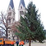 Und da steht er - der Weihnachtsbaum auf dem Domplatz von Halberstadt