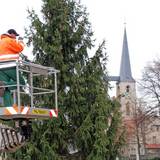 Und da steht er - der Weihnachtsbaum auf dem Domplatz von Halberstadt