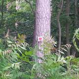 Der Baum weist den Weg