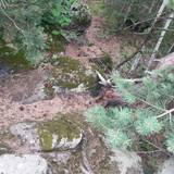 Natur pur