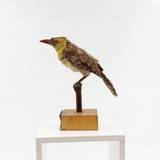 Bartvogel_Trachyphonus margatitatus