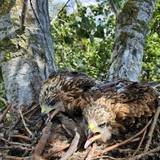 besenderte Rotmilane im Nest ©E. Steinborn