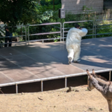 Die Sparte TanzHarz des Harztheaters zeigte Ausschnitte aus dem Tanzstück „Konferenz der Tiere“ ©Tiergarten Halberstadt / David Neubert