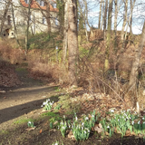 Schneeglöckchen im Landschaftspark ©Stadt Halberstadt