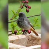 Hausrotschwanzmännchen ©B. Nicolai