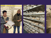 Zehn Jahre Halberstädter Domstollen