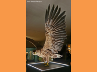 Vögel und ihre Bedeutung im Domschatz