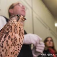 Chefvisite im Vogelkundemuseum