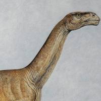 Plateosaurus