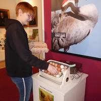 Hanna Ritschel, die ihr Freiwilliges Ökologisches Jahr im Museum Heineanum absolviert,  beim Bestücken des Brutapparates.
