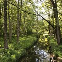 Goldbach