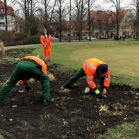Mitarbeiter des Stadt- und Landschaftspflegebetriebes stecken Blumenzwiebeln auf dem K.-Kollwitz-Platz.