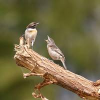 Die Vogelwelt der Kanarischen Inseln