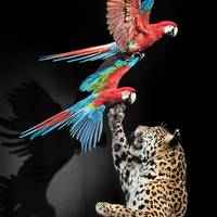 Abendveranstaltungen im Heineanum