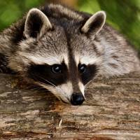 Waschbär