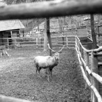 Tiergehege Halberstadt - Hirsch Hansi (Anfang 60er Jahre)