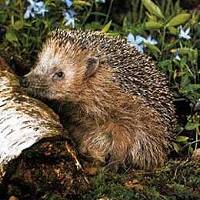 Nicht jeder Igel braucht Hilfe