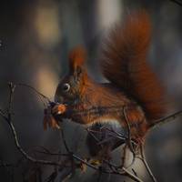 Eichhörnchen
