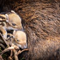 Süßer Nachwuchs im Halberstädter Tiergarten