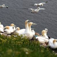 HEINEANUM - Vogelinsel Helgoland