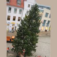 Weihnachtsbaum wird aufgestellt