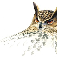 Uhu von Christopher Schmidt