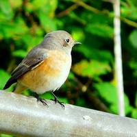Gartenrotschwanz  Vogel des Jahres 2011