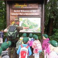 waldfuchs.jpg