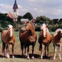 Ditfurt