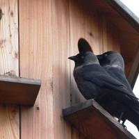 Dohle  Vogel des Jahres 2012