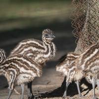 2022_05_17_tiergarten_nachwuchs_c_florian_hartmann_01_.jpeg