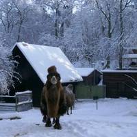 Aufführung der Weihnachtsgeschichte am 3. Advent im Halberstädter Tiergarten