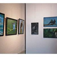 6. MoVo  Ausstellung Moderne Vogelbilder