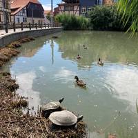 halberstadt_torteich_schildkröten1_nicole_huhn.jpg