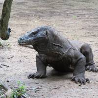 Abendveranstaltung im Heineanum - Die letzten Drachen