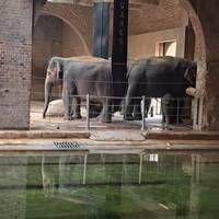 Elefanten im Zoo Leipzig