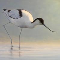 Auswertung des Publikumspreises der Ausstellung 'Moderne Vogelbilder'