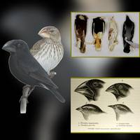 Die Einflüsse auf Charles Darwins Evolutionstheorie