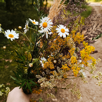 R&auml;ucherkr&auml;uterwanderung