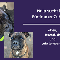 Nala sucht ihr F&uuml;r-immer-Zuhause