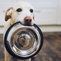 Fundtiere Halberstadt