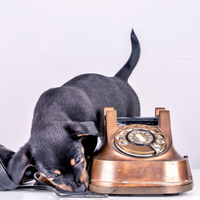 Fundtiere Halberstadt