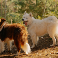 Fundtiere - Halberstadt