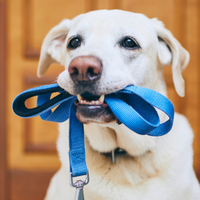 Fundtiere - Halberstadt