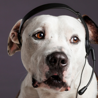 Fundtiere - Halberstadt