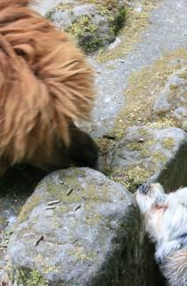 Fundtierunterkunft &copy; Stadt Halberstadt