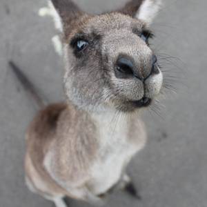 kangaroo 1149807 1920 © Pixabay